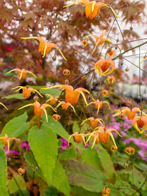 Epimedium Amber Queen (Elfenblume)