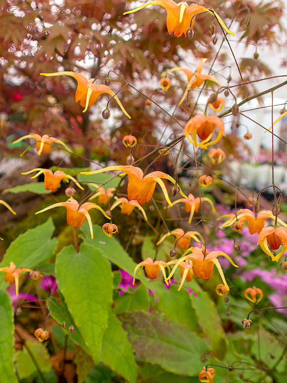 Epimedium Amber Queen - Elfenblume