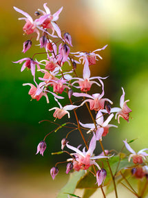 Epimedium Pink Elf (Elfenblume)