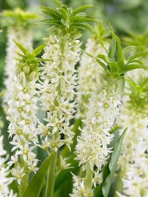 Eucomis Autumanlis Weiß