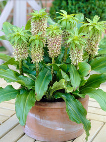 Eucomis Bicolor (Schopflilie)