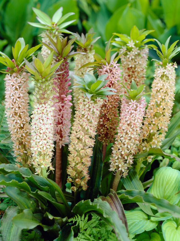 Eucomis Comosa Mischung - (Ananaslilie/Schopflilie) kaufen