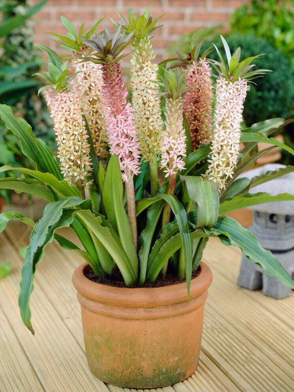 Kaufen Eucomis Comosa Mischung - Ananaslilie