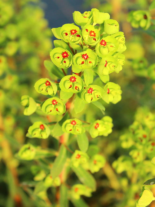 Euphorbia martinii Ascot Rainbow - Wolfsmilch