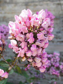 Flammenblume Butonik (Phlox)