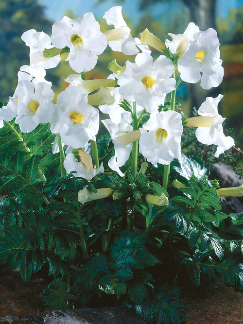 Freilandgloxinie - Incarvillea delavayi 'Snow Top' - weiß