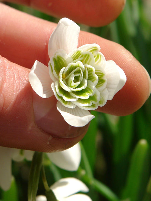 Galanthus Nivalis Blumenzwiebeln Flore Pleno (Schneeglöckchen)