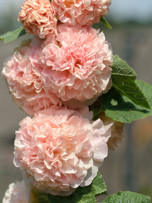 Gefülltblühende Stockrose 'Chaters Double Apricot' | Stauden