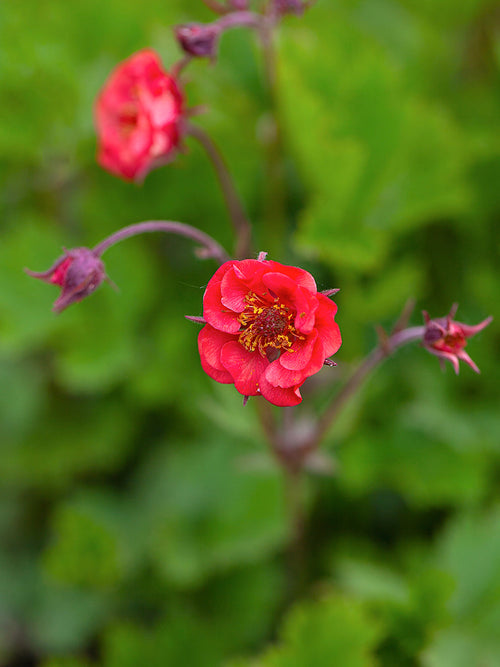 Geum Flames of Passion