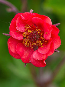 Nelkenwurz Flames of Passion (Geum)