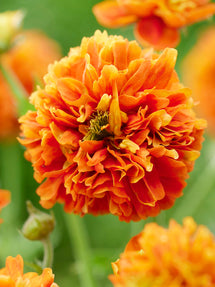 Nelkenwurz Orange Pumpkin (Geum)