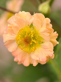 Nelkenwurz Totally Tangerine (Geum)