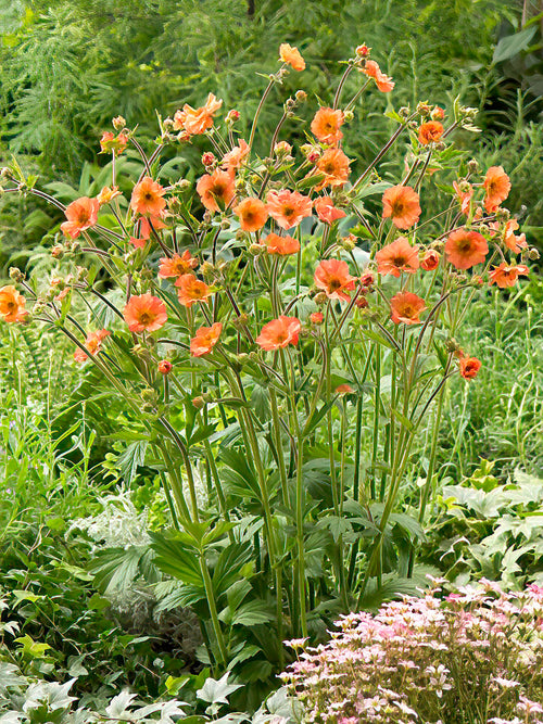 Geum Totally Tangerine