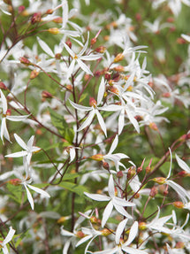 Gillenia trifoliata (Dreiblattspiere)