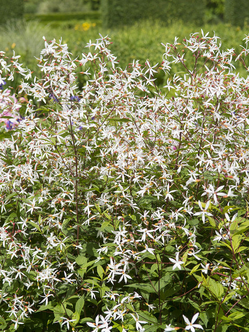 Gillenia trifoliata, Dreiblattspiere