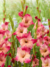 Gladiole Apricot Bubble Gum