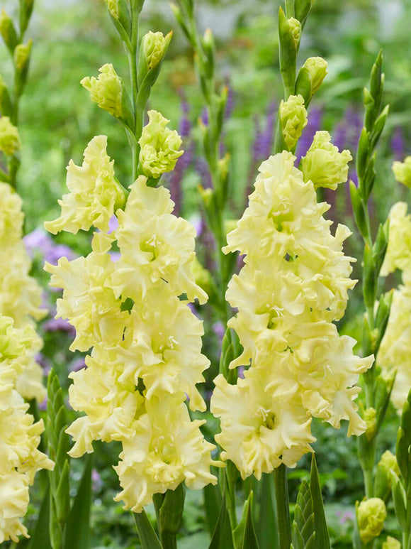 Buy Gladiolus Lemon Ruffle Bulbs