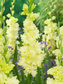 Gladiole Lemon Ruffle