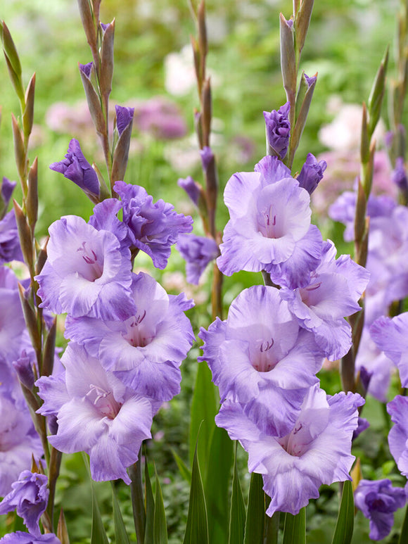 Gladiolus Milka - UK spring delivery