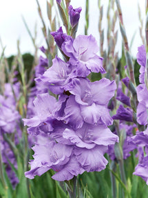 Gladiole Milka