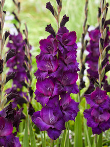 Gladiole Mombasa