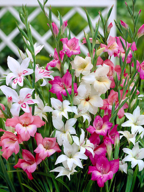 Gladiolus Nanus Mixed Corms