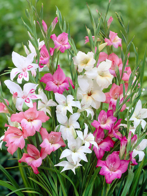 Buy Gladiolus Nanus Mixed for UK spring delivery