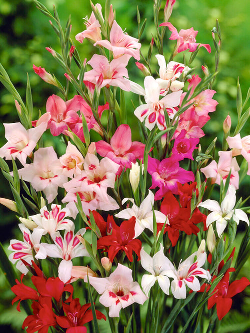 Buy Gladiolus Nanus Mixed Bulbs