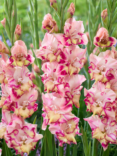 Gladiolus Quepo, UK Delivery