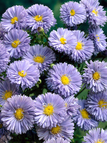 Glattblatt-Aster novi-belgii Marie Ballard