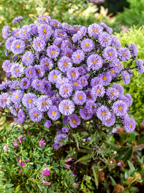 Glattblatt-Aster novi-belgii Marie Ballard kaufen