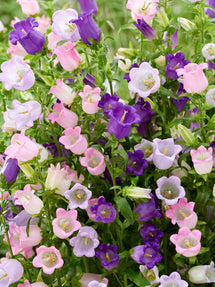 Glockenblume (Campanula) Champion Mix