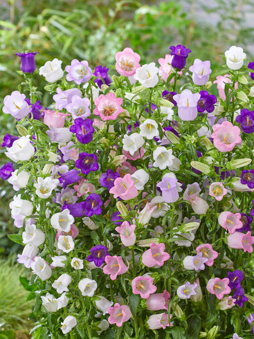 Glockenblume Mix Campanula bestellen