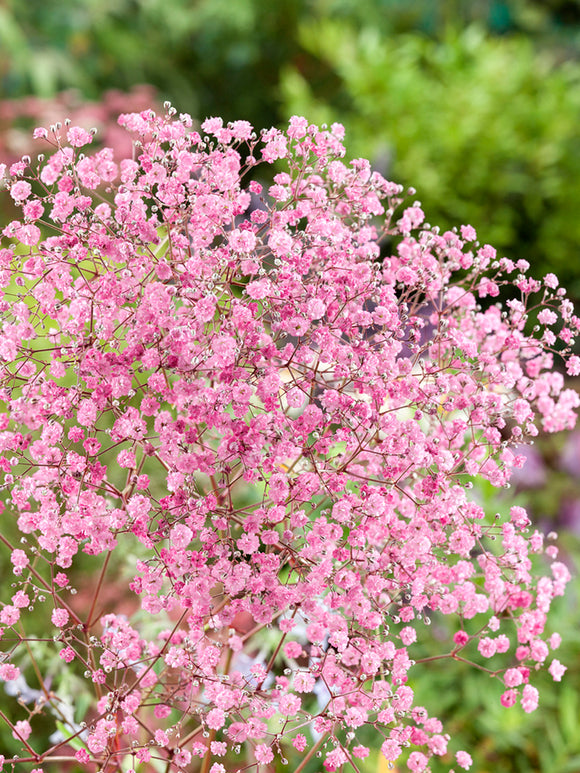 Kaufen Gypsophila paniculata Rose (Gipskräuter)