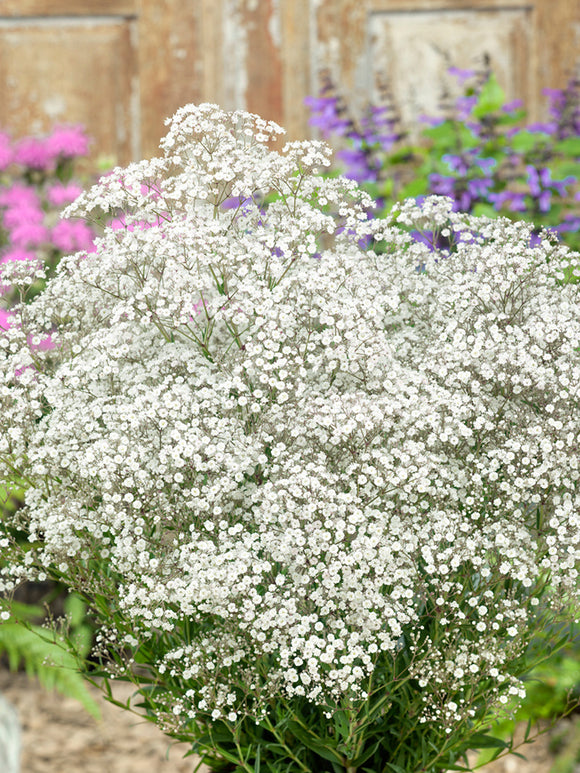 Gypsophila paniculata White (Gipskräuter)