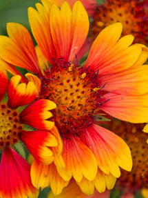 Helenium Mardi Gras (Sonnenbraut)