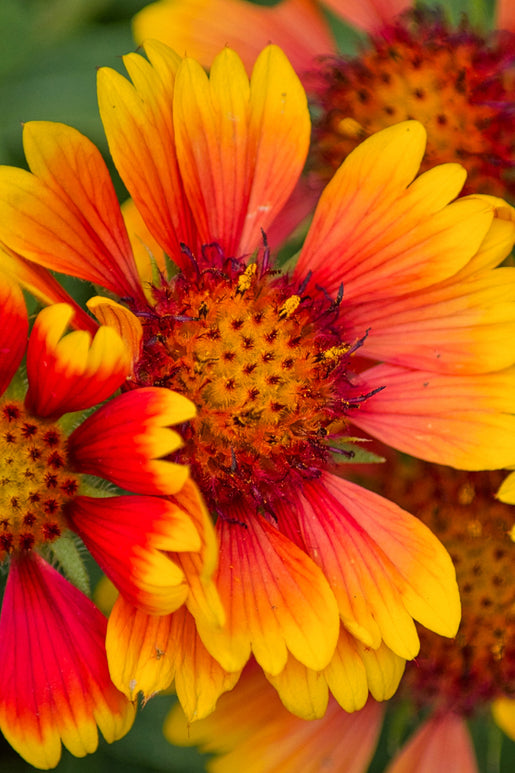 Helenium Mardi Gras (Sneezeweed) Bare Roots