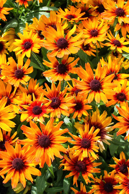 Helenium Mardi Gras (Sneezeweed)