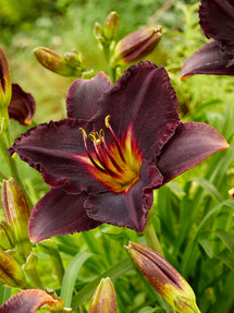 Taglilie Black Stockings (Hemerocallis)