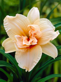 Taglilie Double Dream (Hemerocallis)