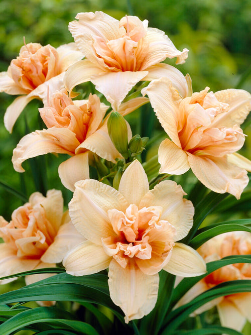 Daylily Double Dream (Hemerocallis) bare root plants