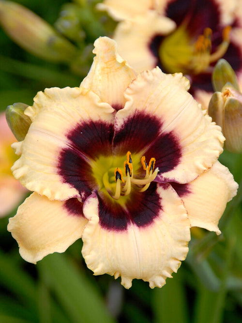 Daylily Piano Man