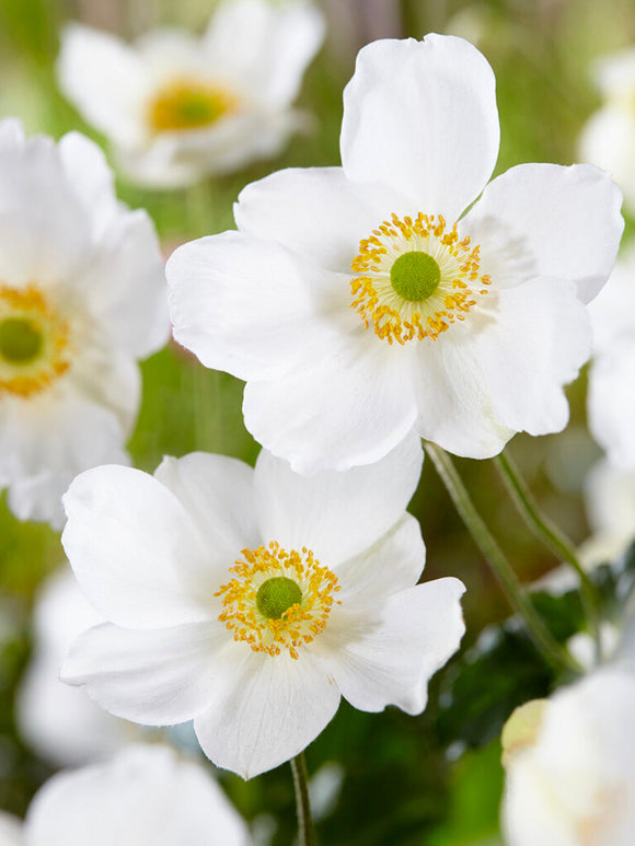 Herbst-Anemone Honorine Jobert