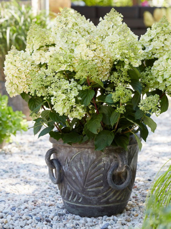 Hortensia Bee Happy