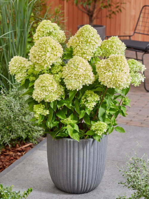 Hortensia Bee Happy Kaufen