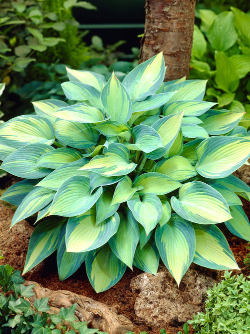 Hosta June