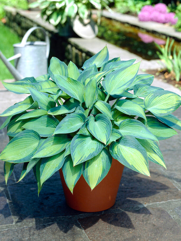 Buy Hosta June, UK Shipping