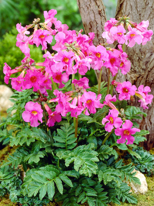 Incarvillea Delavayi Garten-Gloxinie - Freiland-Gloxinie