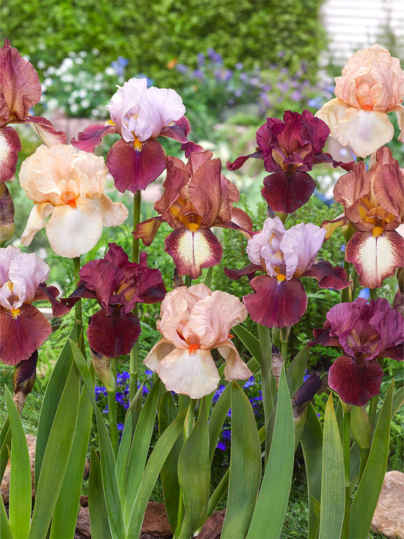 Bearded Iris New Romantics Collection Mix Bearded Iris bare root plants