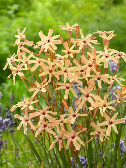 Ixia paniculata Eos